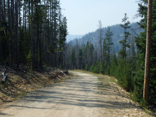 GDMBR: Cycling southward on NF-175, Montana.